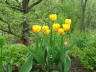 Rembrandt Tulips in back yard shade garden