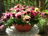 Bowl of Pansies on the deck