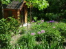 Alliums in May Garden