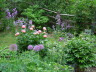 Alliums, Peony and Dame's Rocket #3