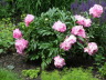 Another view of the Vivid Rose Peony
