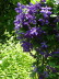 Jackmanii Clematis and French Lace Weigela
