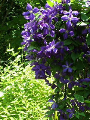 Jackmanii Clematis and French Lace Weigela