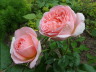 Abraham Darby Roses