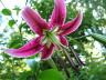 Newly opened Black Beauty Lily