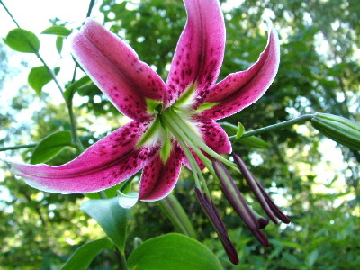 Newly opened Black Beauty Lily