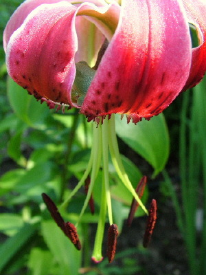 Black Beauty Lily ( note frog inside)