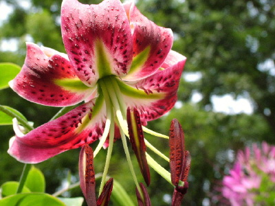 Black Beauty Lily