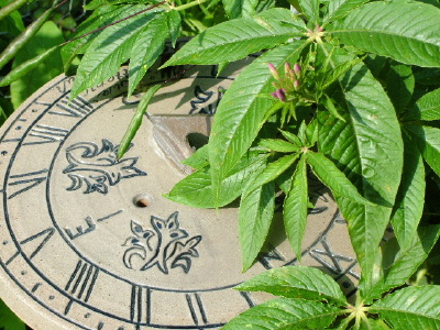 Sundial overgrown with Cleome