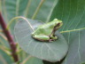Tiny Tree Frog on Purple Smoke bush leaf